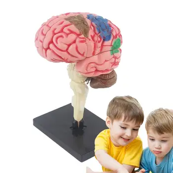 Mozog Model Pre Deti Anatomický Model Vyučovania Med Model S Displejom Základná Farebná Identifikovať Funkcie Mozgu Vyučovania